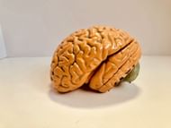 A 33% increase in the certain region of the brain (Image via Unsplash/Natasha Connell)